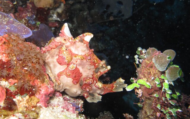 Warty Frogfish